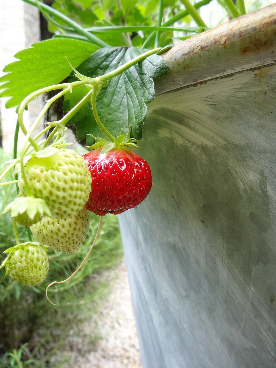 In the Garden Strawberries from the Vine La Famiglia Design Blog