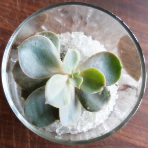 DIY Tiny Terrarium GuestTakeaways ~ DIY Tiny Terrarium GuestTakeaways ~