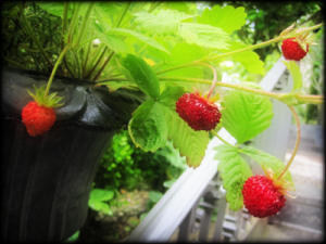l_4thberries1p