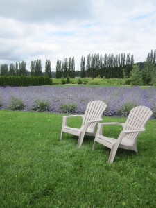 Come Tour Woodinville Lavender 