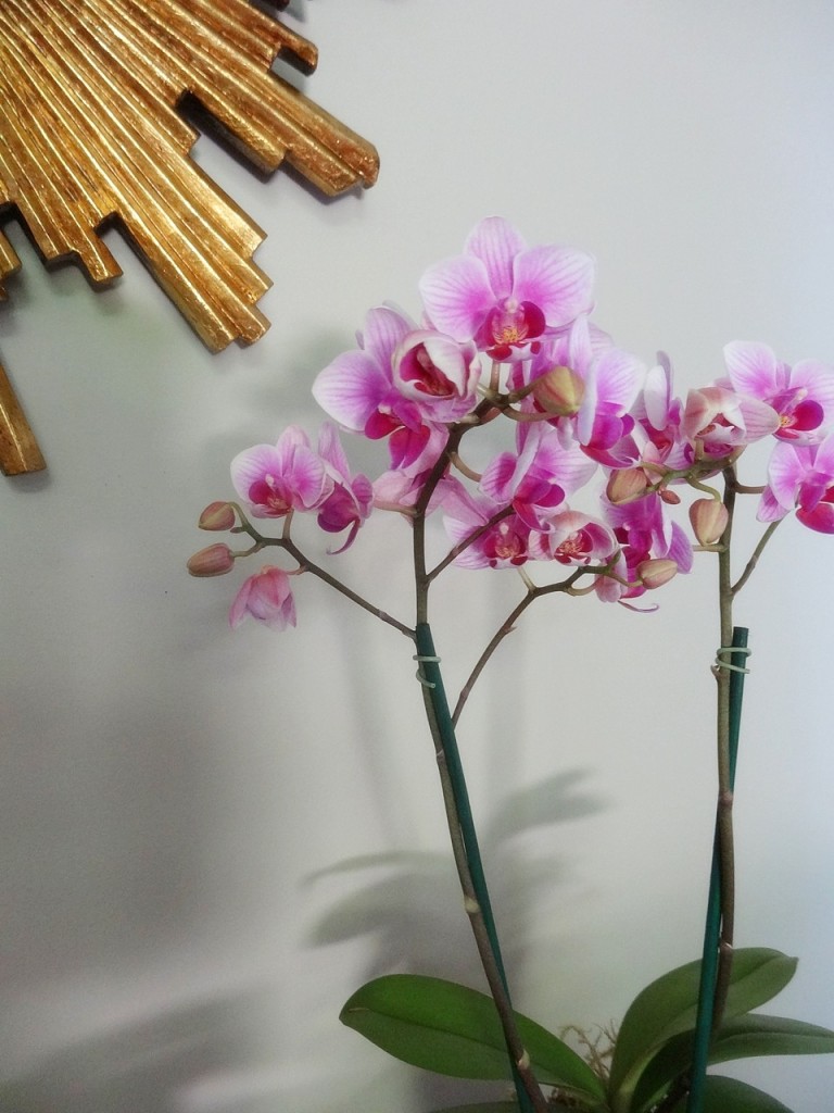 l_orchids675P
