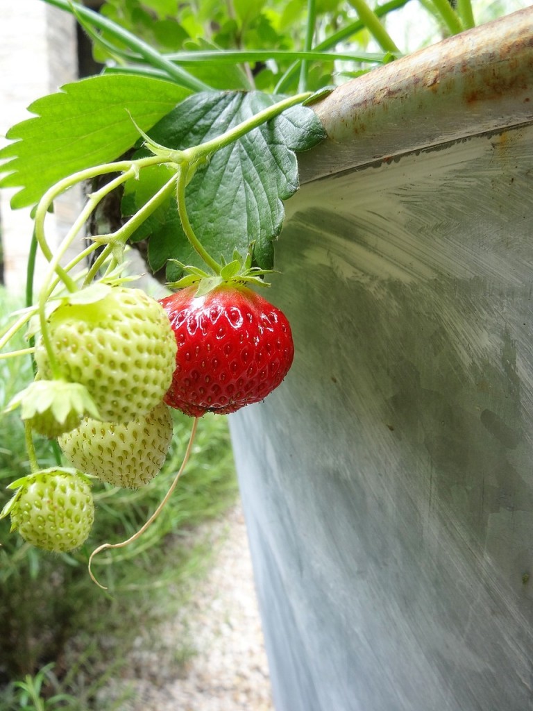 l_strawberry121P