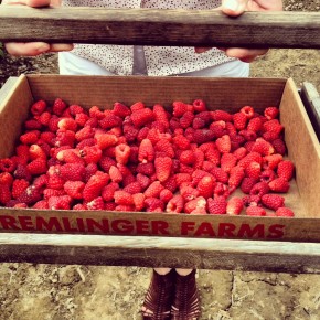Ripe Raspberries Plucked Straight from the Field!