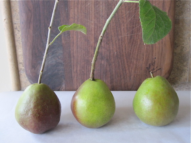  Seckel Pears - La Famiglia Design