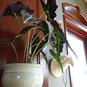 Houseplants - Living Design Accents Houseplants - Living Design Accents