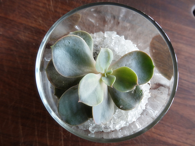 l_terrariumMfull