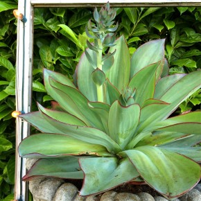 Create an Exotic Outdoor Room - Remake Create an Exotic Outdoor Room - Remake