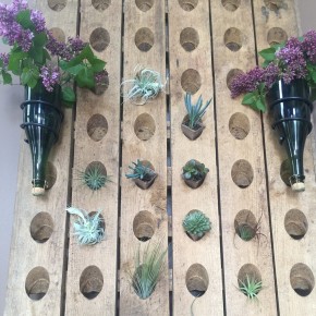Succulents and Air Plants ~ Living wall